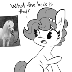 Size: 1080x1080 | Tagged: safe, artist:tjpones, oc, oc only, oc:brownie bun, earth pony, horse, pony, dialogue, female, grayscale, heck, horse-pony interaction, irl, irl horse, jewelry, mare, miniature horse, monochrome, necklace, open mouth, pearl necklace, photo, simple background, white background