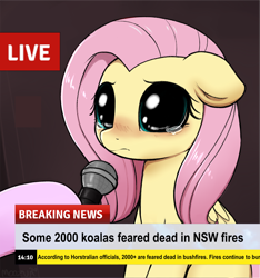 Size: 1280x1369 | Tagged: safe, artist:moozua, editor:didgereethebrony, koala, pegasus, pony, australia, australian bushfires, australian bushfires 2019, big eyes, break your own news, bushfire, crying, exploitable meme, meme, microphone, new south wales, news, news report, sad, teary eyes, too soon