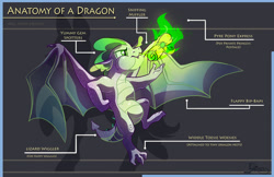 Size: 1280x828 | Tagged: safe, artist:ghostlymuse, spike, dragon, anatomy, anatomy guide, cute, fire, fire breath, male, reference sheet, scroll, solo, spikabetes, winged spike