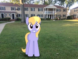 Size: 3264x2448 | Tagged: safe, artist:bluemeganium, edit, editor:topsangtheman, cloud kicker, pegasus, pony, grass, houses, irl, looking at you, photo, photoshop, ponies in real life, tree