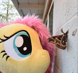 Size: 2955x2760 | Tagged: safe, artist:joltage, fluttershy, insect, moth, pegasus, exploitable meme, female, house, irl, looking at something, meme, nature is so fascinating, obligatory pony, outdoors, photo, plushie, smiling, solo