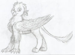 Size: 1085x798 | Tagged: safe, artist:69beas, derpibooru import, gabby, griffon, beak, feather, female, folded wings, leonine tail, looking at you, monochrome, sketch, smiling, solo, traditional art, wings