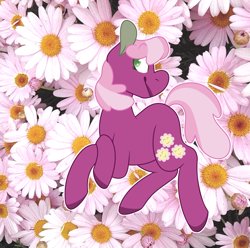 Size: 1020x1012 | Tagged: safe, artist:ff0000, cheerilee, earth pony, pony, daisy (flower), female, head turn, mare, smiling, solo