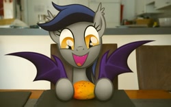 Size: 1920x1200 | Tagged: safe, oc, oc only, oc:echo, bat pony, pony, bat wings, chair, cute, ear tufts, echo's fruit rampage, eyes on the prize, fangs, female, food, fruit, happy, hoof hold, imminent bite, imminent nom, irl, lidded eyes, looking at something, mango, mare, ocbetes, open mouth, photo, ponies in real life, smiling, solo, spread wings, table, that batpony sure does love mangoes, wings