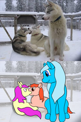 Size: 1995x3000 | Tagged: safe, artist:anon3mous1, oc, dog, earth pony, pony, irl, nom, photo, ponified animal photo