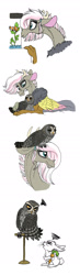 Size: 700x2406 | Tagged: safe, artist:celestial-rainstorm, angel bunny, oc, oc:athena, oc:soot, bird, draconequus, fish, hybrid, owl, carrot, food, interspecies offspring, offspring, parent:discord, parent:fluttershy, parents:discoshy