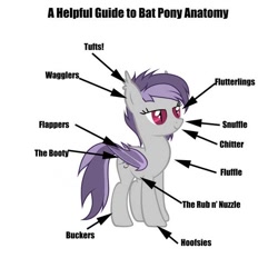 Size: 640x640 | Tagged: safe, bat pony, pony, anatomy, anatomy guide, simple background, solo, white background