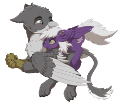 Size: 1378x1231 | Tagged: safe, artist:nighty, derpibooru exclusive, oc, oc only, oc:nighty cloud, griffon, pegasus, pony, 2020 community collab, blushing, cheek fluff, chest fluff, derpibooru community collaboration, ear fluff, ear piercing, female, fluffy, flying, hand, male, oc x oc, paws, piercing, shipping, smiling, straight, transparent background, wings