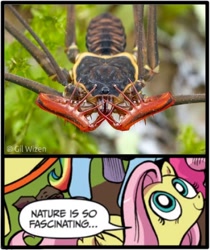 Size: 1000x1190 | Tagged: safe, pony, amblypygi, arachnophobia, damn nature you scary, exploitable meme, meme, nature is so fascinating, obligatory pony, oh dear god, scary, whip scorpion