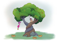Size: 1280x896 | Tagged: safe, artist:heir-of-rick, derpibooru import, applejack, pinkie pie, earth pony, pony, daily apple pony, the perfect pear, apple, apple tree, basket, duo, female, food, hanging, hidden cane, intertwined trees, mare, pear, pear tree, prehensile tail, rock, tail hold, tree