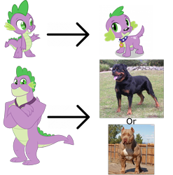 Size: 1420x1440 | Tagged: safe, spike, dog, dragon, pitbull, equestria girls, the last problem, gigachad spike, irl, irl dog, older, older spike, photo, rottweiler, spike the dog, winged spike