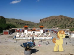 Size: 1024x768 | Tagged: safe, artist:zalere, feather bangs, pony, china, inner mongolia, irl, photo, ponies in real life