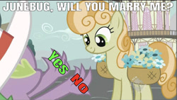 Size: 641x361 | Tagged: safe, edit, edited screencap, editor:undeadponysoldier, screencap, junebug, spike, dragon, earth pony, pony, secret of my excess, all new, basket of flowers, caption, cute, female, flower, hat, hub logo, image macro, junespike, male, mare, marriage proposal, ponyville town hall, shipping, straight, text, yes or no