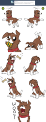 Size: 1200x3146 | Tagged: safe, artist:askwinonadog, winona, dog, ask, ask winona, ball, cha-cha slide, dog treat, eating, fetch, food, mouth hold, simple background, solo, tail wag, tumblr, white background, woof