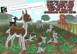 Size: 1132x800 | Tagged: safe, artist:crispokefan, oc, oc:pun, earth pony, goat, pony, ask, ask pun, cabbage, female, food, herbivore, mare, pun, solo