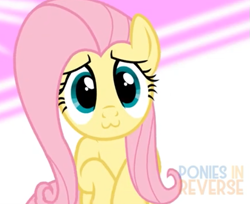 Size: 525x428 | Tagged: safe, artist:reverse studios, edit, fluttershy, pegasus, pony, :3, album cover, cute, female, happy, mare, music, shyabetes, solo, wings