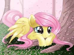 Size: 1024x768 | Tagged: safe, artist:sunshineshiny, fluttershy, pegasus, pony, cherry blossoms, cute, female, flower, flower blossom, mare, prone, shyabetes, solo, tree