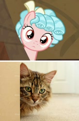 Size: 1045x1599 | Tagged: safe, screencap, cozy glow, cat, pegasus, pony, frenemies (episode), behaving like a cat, female, filly