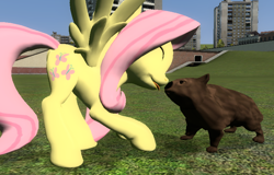 Size: 792x506 | Tagged: safe, artist:didgereethebrony, fluttershy, pegasus, pony, wombat, 3d, boop, cute, gmod, noseboop, screenshots, tongue out