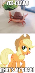Size: 500x1041 | Tagged: safe, derpibooru import, applejack, crab, earth pony, pony, caption, cowboy hat, hat, image macro, imgflip, meme, photo, pun, simple background, text, that's my x, vector, white background