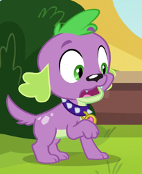 Size: 415x507 | Tagged: safe, screencap, spike, spike the regular dog, dog, equestria girls, friendship games, cropped, male, paws, solo, spike's dog collar, tail