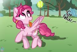 Size: 1945x1324 | Tagged: safe, artist:rainbow eevee, bifröst, pegasus, pony, atg 2019, background pony, behaving like a dog, cute, female, fetch, forest background, friendship student, grass, grass field, mare, newbie artist training grounds, offscreen character, open mouth, orchard, puppy love, running, solo, sports, spread wings, student, tennis, tennis ball, throwing, tongue out, tree, windswept mane, wings