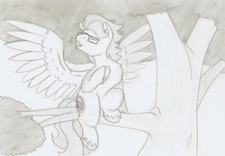 Size: 1502x1043 | Tagged: safe, artist:ravenpuff, oc, oc only, oc:summer lights, bird pone, pegasus, pony, behaving like a bird, branches, cute, glasses, male, monochrome, music notes, singing, solo, stallion, traditional art, tree, tree branch