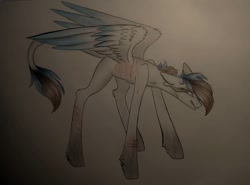 Size: 1080x801 | Tagged: safe, artist:jonny_flex69, derpibooru import, oc, oc only, pegasus, pony, leonine tail, pegasus oc, scar, solo, sombra eyes, traditional art, wings