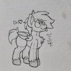 Size: 1660x1660 | Tagged: safe, artist:drheartdoodles, derpibooru import, oc, oc:dr.heart, pegasus, chest fluff, clydesdale, colt, male, smiling, tongue out, traditional art