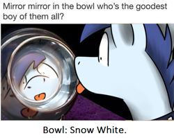 Size: 535x426 | Tagged: safe, artist:sugar morning, derpibooru import, edit, oc, oc only, oc:slipstream, pony, :p, boofy, caption, collar, irl, male, meme, photo, ponified animal photo, pot, reflection, silly, snow white, solo, stallion, tongue out, wat, wide eyes