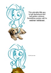 Size: 720x1020 | Tagged: safe, anonymous artist, derpibooru import, fluttershy, dog, pegasus, pony, /mlp/, cheems, comic, dialogue, double entendre, drawthread, laughing, requested art, shiba inu, shibe, sketch