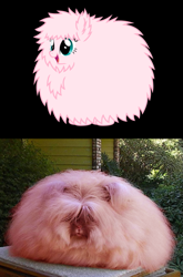 Size: 729x1104 | Tagged: safe, artist:mixermike622, derpibooru import, oc, oc only, oc:fluffle puff, rabbit, barely pony related, english angora rabbit