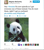 Size: 543x618 | Tagged: safe, derpibooru import, panda, floyd, meghan mccarthy, pandering, photo, twitter