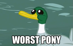 Size: 561x355 | Tagged: safe, derpibooru import, duck, image macro, op, op is a duck (reaction image), worst pony