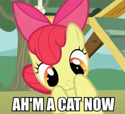 Size: 500x458 | Tagged: safe, derpibooru import, apple bloom, cat, cute, image macro