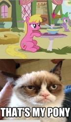 Size: 363x626 | Tagged: safe, derpibooru import, edit, edited screencap, screencap, cherry berry, spike, dragon, earth pony, pony, too many pinkie pies, cropped, female, grumpy cat, male, mare, meme, offscreen character, tard the grumpy cat, that's my x