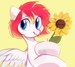 Size: 2800x2500 | Tagged: safe, artist:_mpiesocks, artist:raily, derpibooru import, oc, oc only, oc:spectrum beam, pegasus, pony, chest fluff, flower, looking away, pegasus oc, sketch, solo, spread wings, sunflower, wings