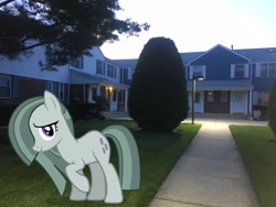 Size: 3264x2448 | Tagged: safe, artist:mrkupkake, artist:topsangtheman, marble pie, earth pony, pony, house, irl, looking at you, photo, ponies in real life, tree