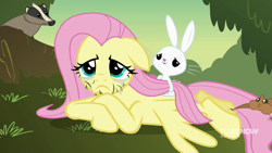 Size: 1280x720 | Tagged: safe, derpibooru import, screencap, angel bunny, fluttershy, badger, pegasus, pony, squirrel, hurricane fluttershy, 9now, crying, grass