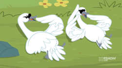 Size: 1600x900 | Tagged: safe, screencap, eloise, bird, swan, memnagerie, spoiler:memnagerie, spoiler:mlp friendship is forever, 9now, diva, flower, grass, hubert (swan), outdoors, pointing, watermark