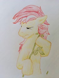 Size: 3024x4032 | Tagged: safe, alternate version, artist:docard, derpibooru import, roseluck, earth pony, pony, apprehensive, colored sketch, coloured pencil, coloured pencil drawing, female, flower, pencil, pencil drawing, playful, rose, sketch, solo, traditional art