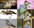 Size: 1692x1396 | Tagged: safe, derpibooru import, cloudy quartz, igneous rock pie, limestone pie, marble pie, bird, dinosaur, earth pony, pigeon, pony, tyrannosaurus rex, cenozoic, cretaceous, evolution, evolution chart, female, filly, foal, gradual disgust, male, mare, meme, mesozoic, pie family, pleistocene, stallion, terror bird, titanis