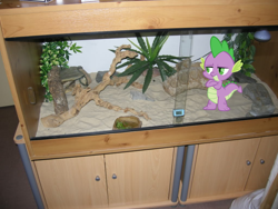 Size: 1024x768 | Tagged: safe, derpibooru import, spike, tank, dragon, dragons in real life, ponies in real life