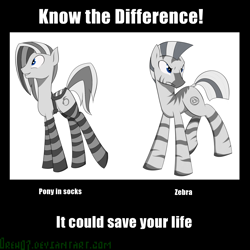 Size: 2048x2048 | Tagged: safe, artist:oreh07, derpibooru import, oc, oc only, zebra, fallout equestria, clothes, know the difference, saddle, socks, striped socks