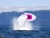 Size: 1600x1200 | Tagged: safe, derpibooru import, edit, sweetie belle, whale, breach, d:, frown, maw, national geographic, nose in the air, ocean, open mouth, ponies in real life, solo, uvula, wat, water