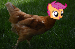 Size: 1280x851 | Tagged: safe, artist:jajamola88, edit, scootaloo, chicken, grass, ponies in real life, scootachicken