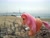 Size: 2640x1980 | Tagged: safe, artist:gosseta, derpibooru import, peachy, g1, beach, irl, photo, toy