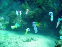 Size: 500x375 | Tagged: safe, derpibooru import, sea pony, g1, aquarium, irl, photo, toy, water