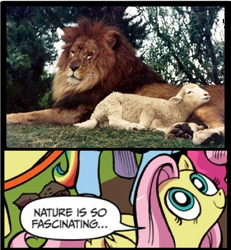 Size: 394x426 | Tagged: safe, derpibooru import, big cat, lion, sheep, exploitable meme, lambert the sheepish lion, meme, nature is so fascinating