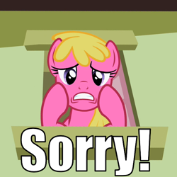 Size: 600x600 | Tagged: safe, cherry berry, mare do well, caption, frown, image macro, reaction image, sorry